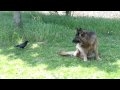 Dog vs corneille